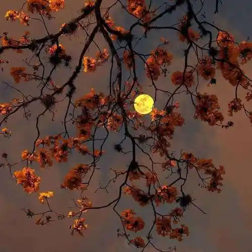 有关星月相伴的唯美句子(关于星星月亮的温柔朋友圈/说说文案)