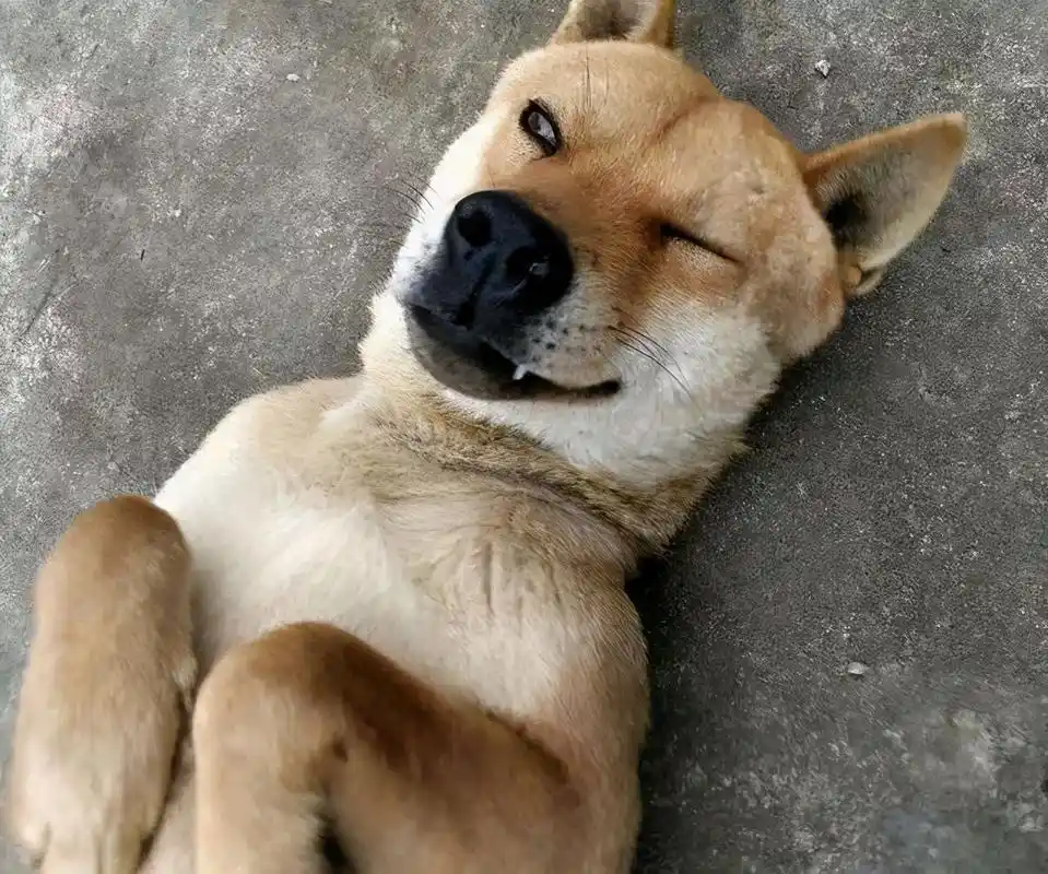 它们本是世界级名犬,却总被当成"土狗"嫌弃,如今已濒临灭绝 - 医药经