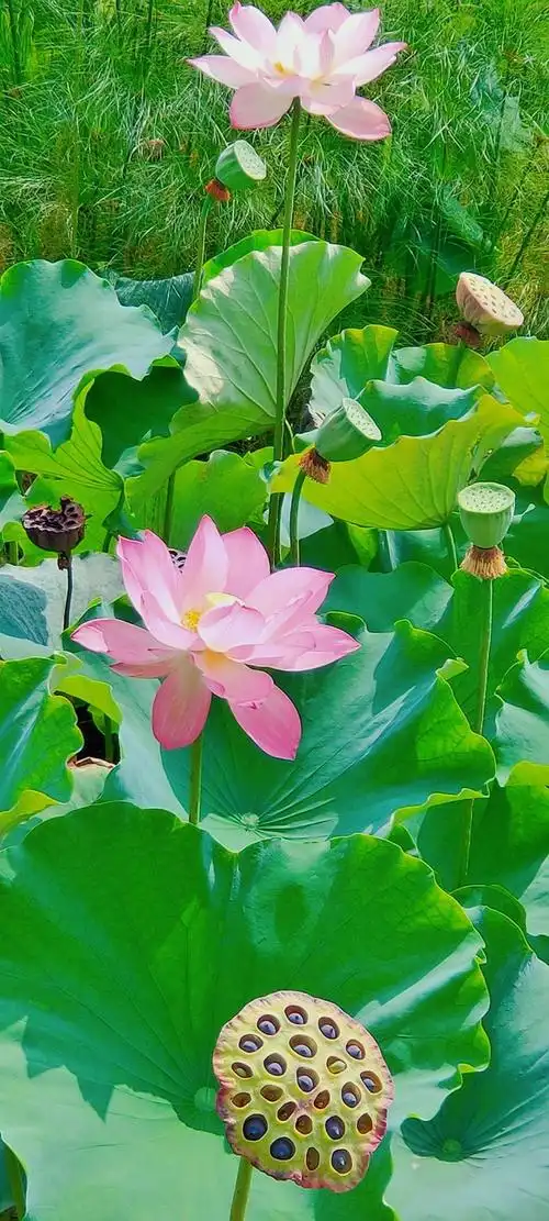 最美是莲花,花不醉人人自醉!