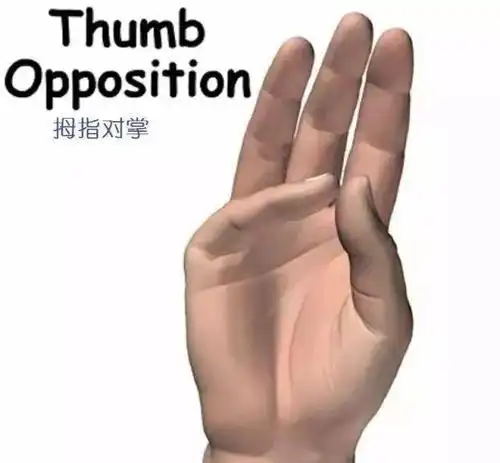 详细的手部解剖_拇指