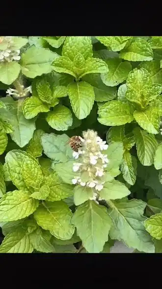 传说中对咽喉炎有奇效的白毛乌骨草 - 抖音