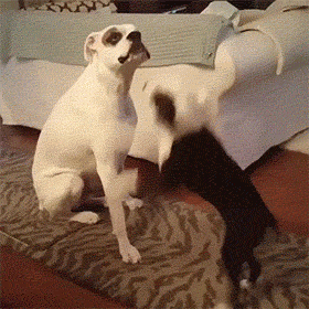 280_280gif 动态图 动图