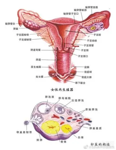 以自己身体为模版,进行名词解释