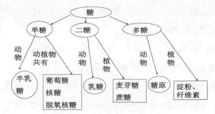 利用概念模型进行生物教学 (1)概念图在新课教学中的使用 教学完新