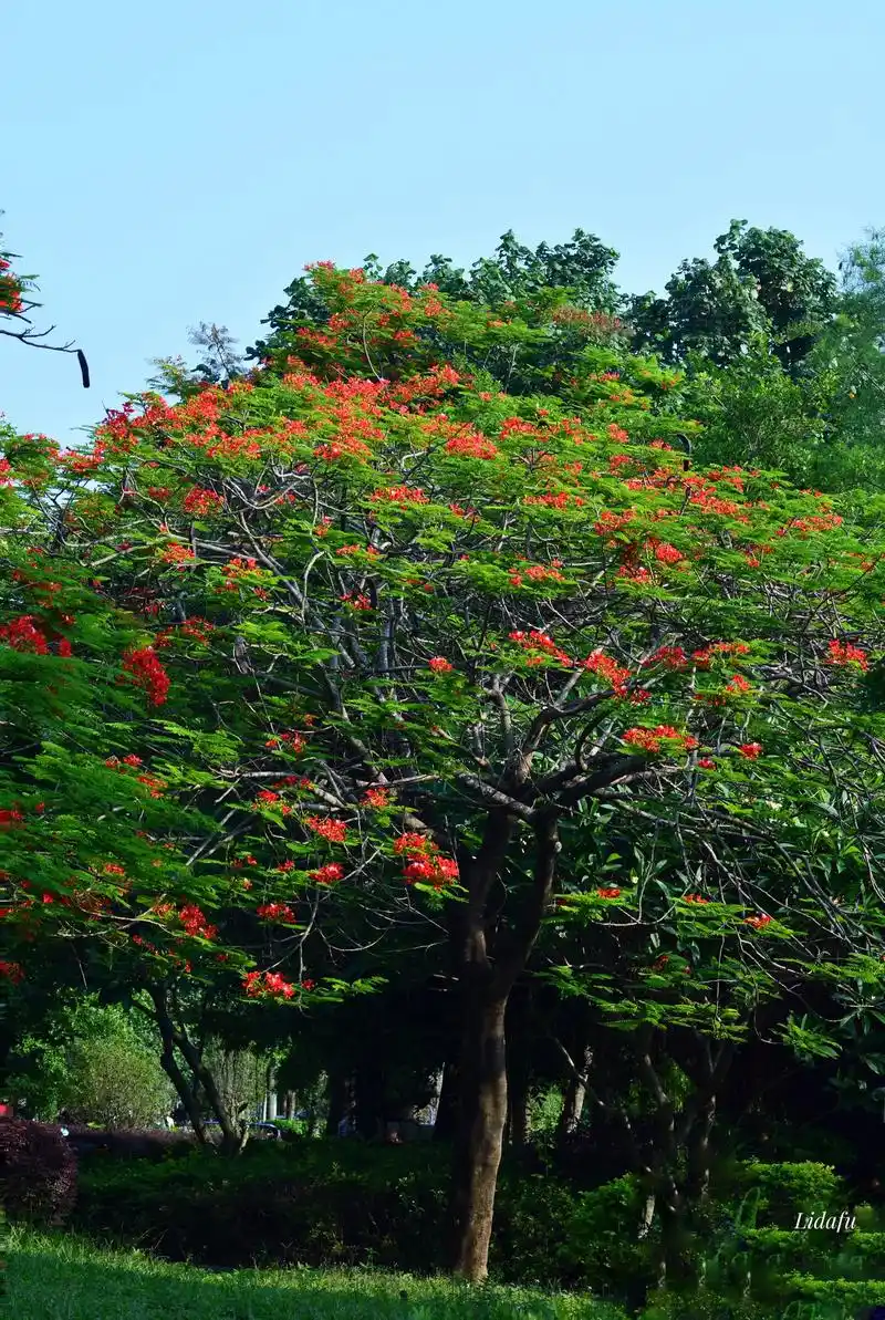 凤凰木 又叫凤凰花,红花楹,火树 为豆科凤凰木属落叶乔木 集 - 抖音