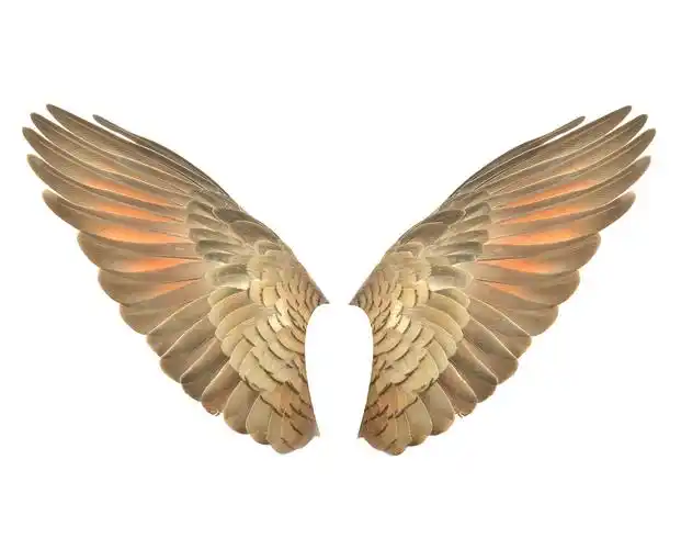 金色的翅膀素材-金色的翅膀图片-金色的翅膀素材图片下载-觅知网