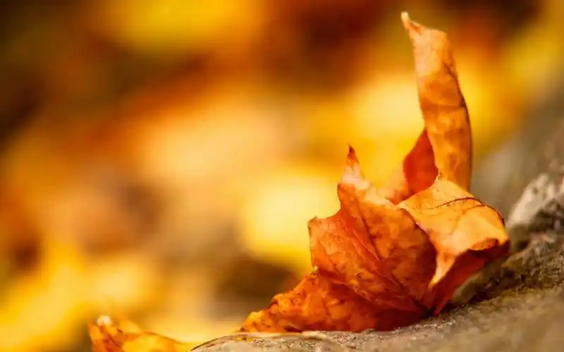 秋风落叶 风景壁纸 风景图片大全 风景桌面壁纸大全 免费风景高清壁纸