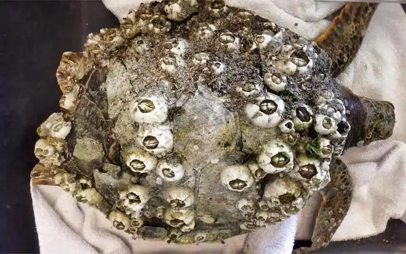 堪称"海洋恶魔"的藤壶,一只海龟身上布满了它,剥离过程太解压