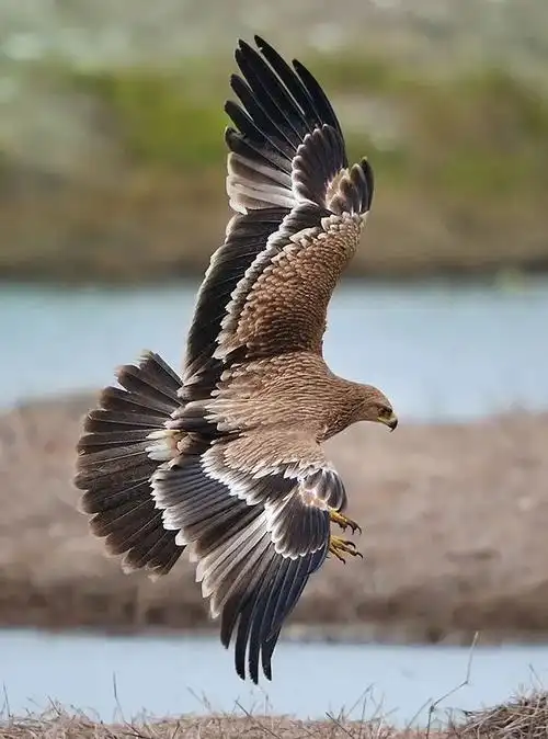 来来来看看我省17个重点保护陆生野生动物的真实照片美不胜收