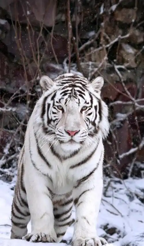 虎图片大全大图霸气(虎图片大全大图霸气 凶猛)-江湖救急网