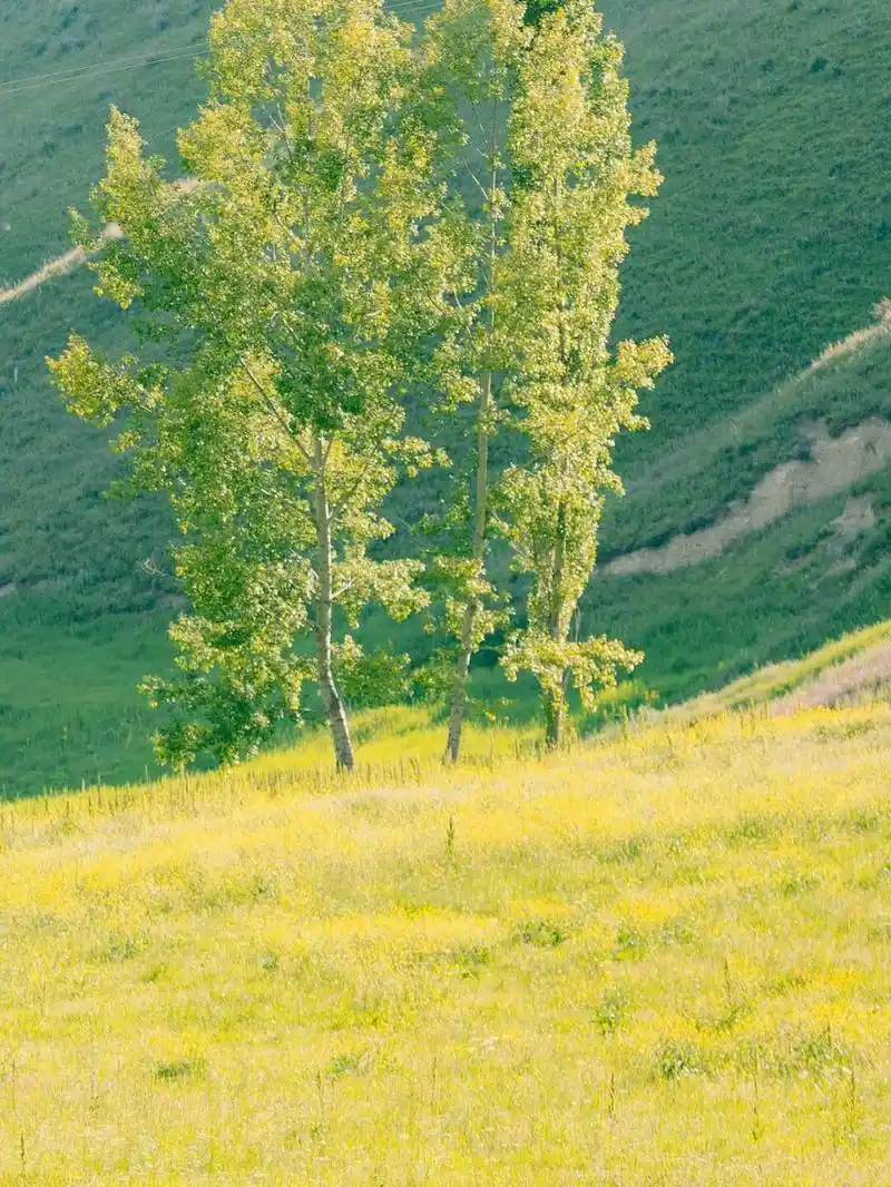 夏天从成都出发一路北上西行,经过的美景真的太好看,感叹大自然的魅力