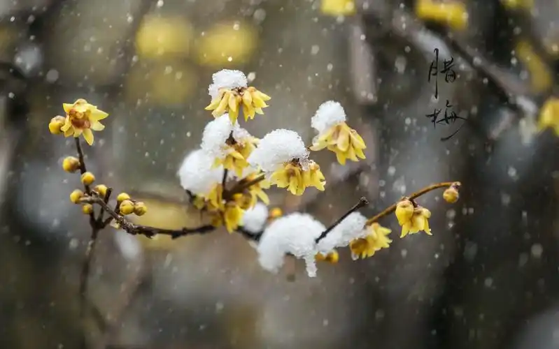 梅花欢喜漫天雪