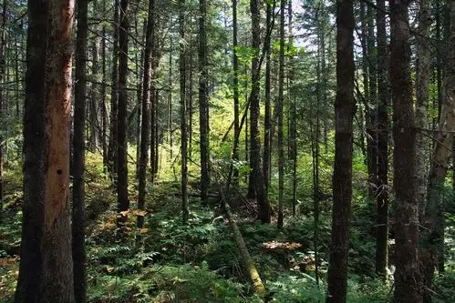 长白山之原始森林