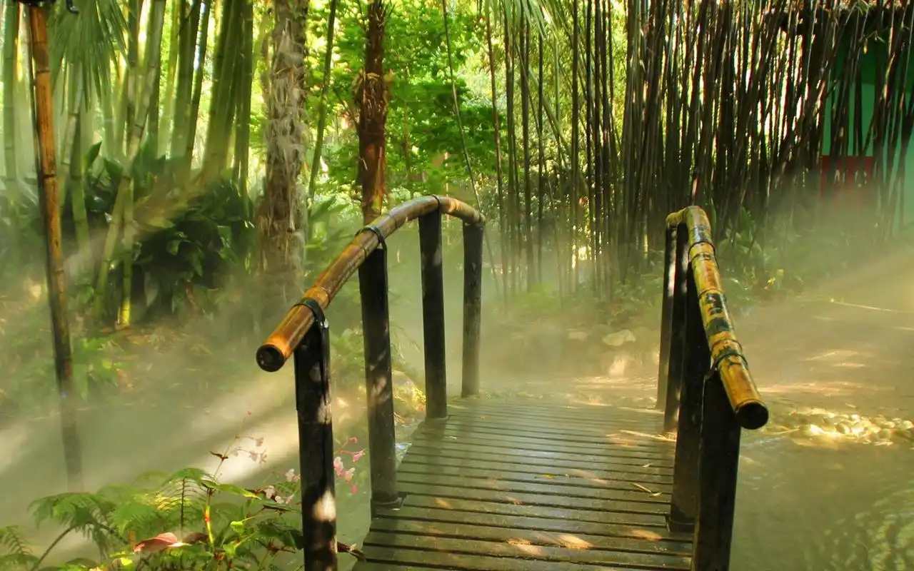 绿色护眼竹子清新图片桌面高清壁纸