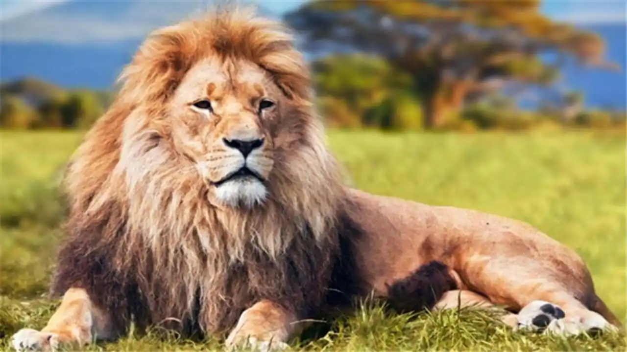 公狮子脖子上的毛叫做什么