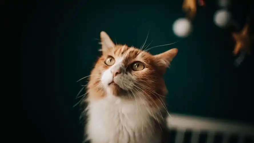 猫壁纸【604】猫壁纸图片_桌面壁纸图片_壁纸下载-元气壁纸