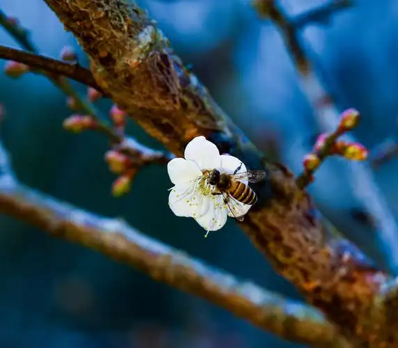 在冬季,我和梅花有个约会