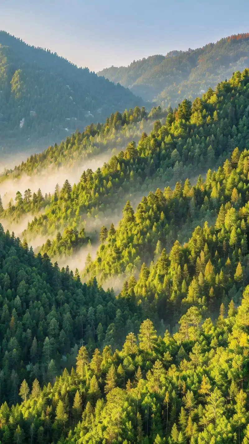 998k超清蓝光森林壁纸精选98