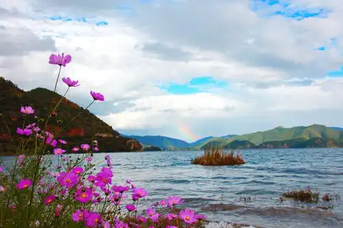 彩虹,格桑花,蓝天白云,清山绿水.