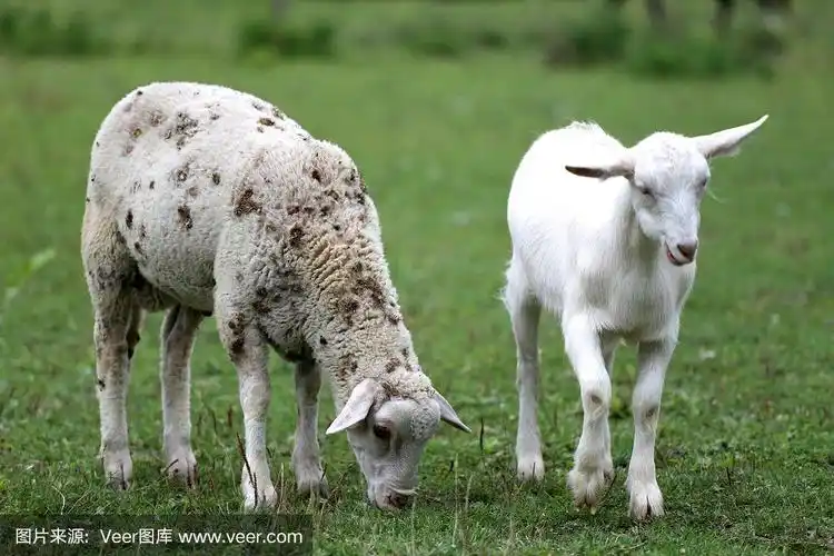 山羊和绵羊吃着新鲜的绿草的乡村景色