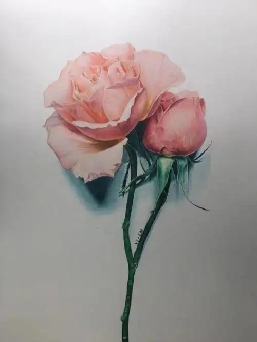 彩铅手绘花卉集