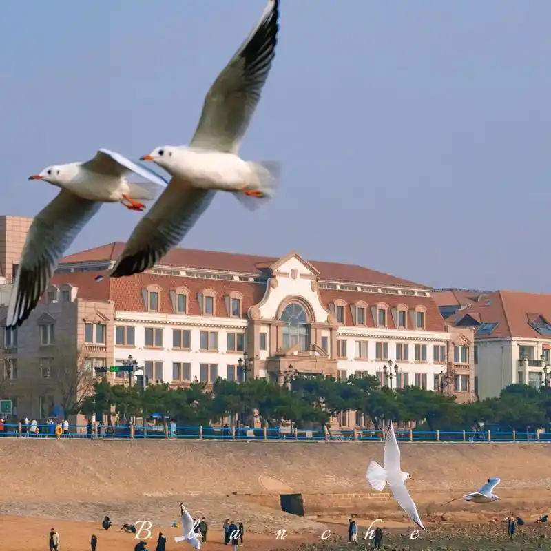 青岛的冬季限定