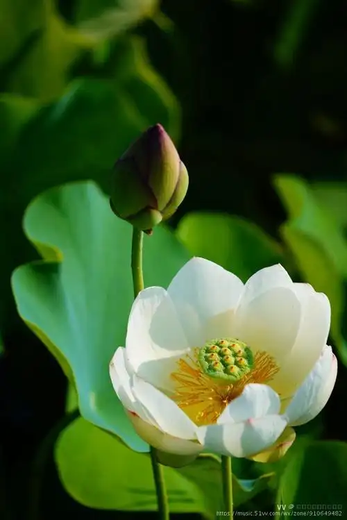 清廉洁白如玉的莲