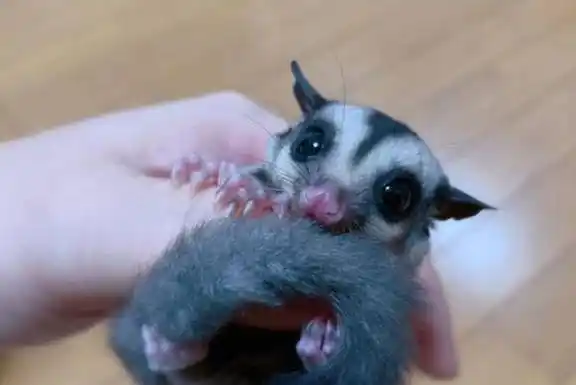 怎样看蜜袋鼯养得好不好,健不健康?