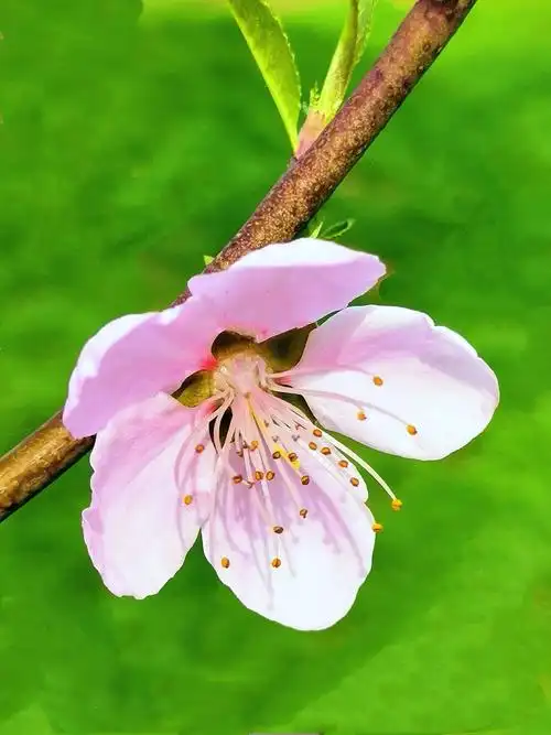 桃花媚 总(58) 手机版