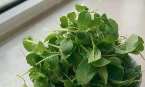 金鸡毛菜怎么吃金鸡毛菜的食用方法