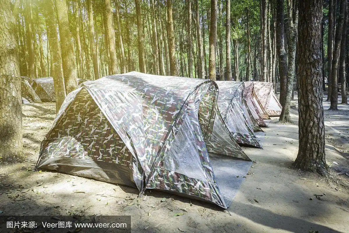 帐篷,森林,在下面,松树,旅途