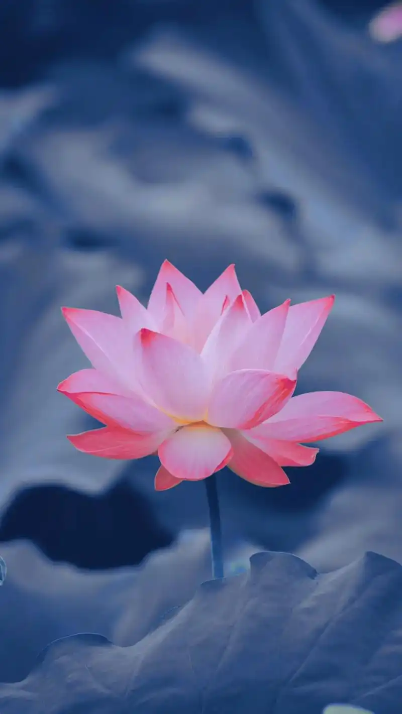 出淤泥而不染 濯清涟而不妖#手机壁纸 #荷花 - 抖音