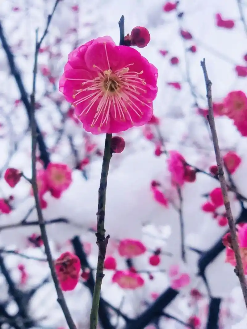 雪中梅是我见过最美的梅花风景 不在东湖梅园也能欣赏梅花海～定位
