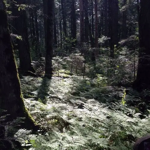 光影婆娑 长白山地下森林