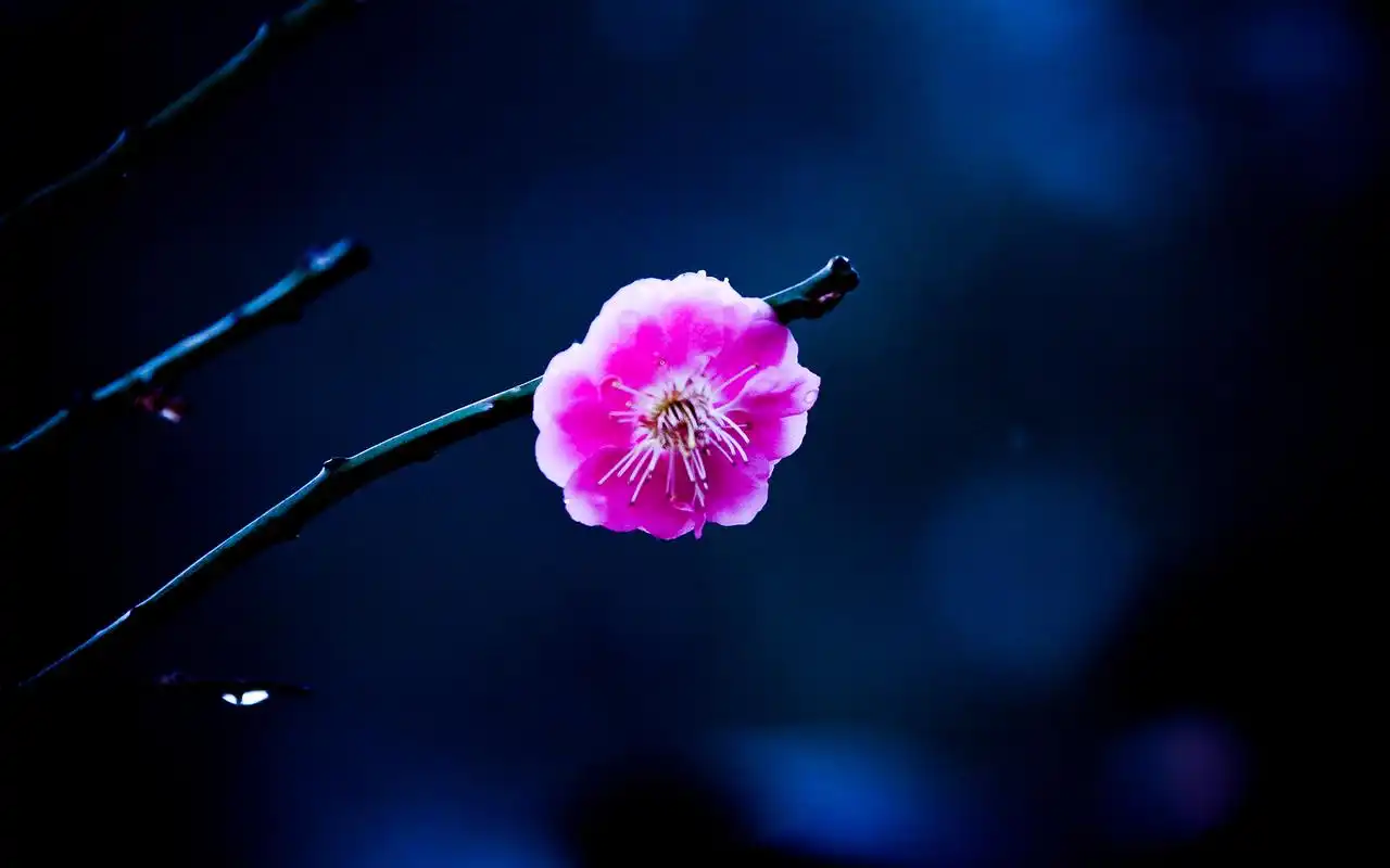 千姿百态的梅花唯美高清桌面壁纸高清大图预览1920x1200_植物壁纸下载