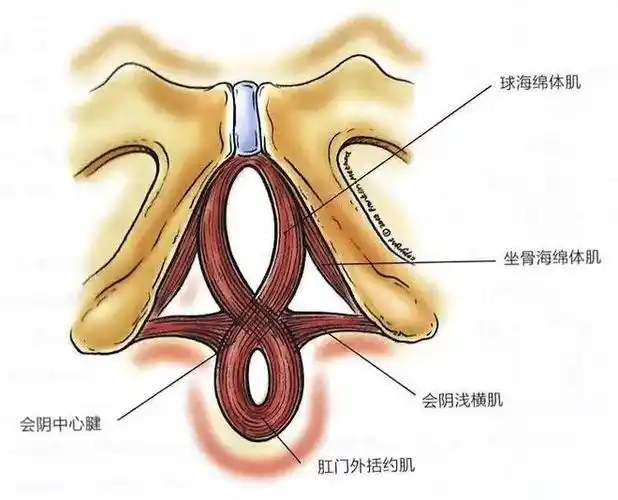 系统盆底肌大小三角区深度解剖及康复训练