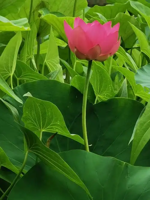 2736_3648竖版 竖屏