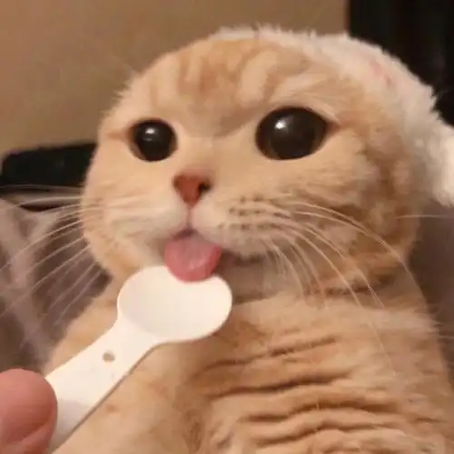 萌宠头像喵星人可爱头像女头