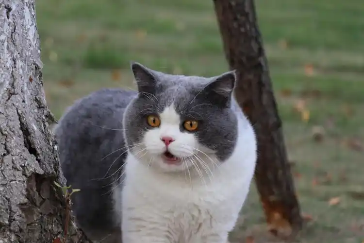 沐米猫舍 英国短毛猫 蓝白色 种猫|摄影|宠物摄影|沐米猫舍 - 原创