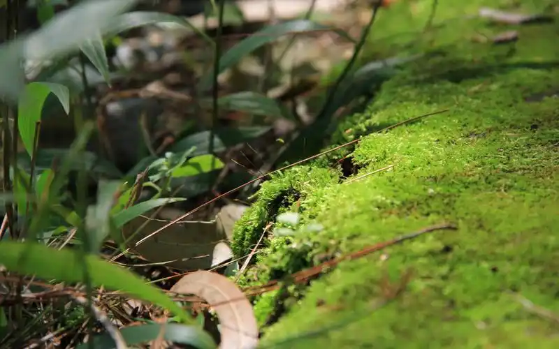 绿色系护眼高清壁纸