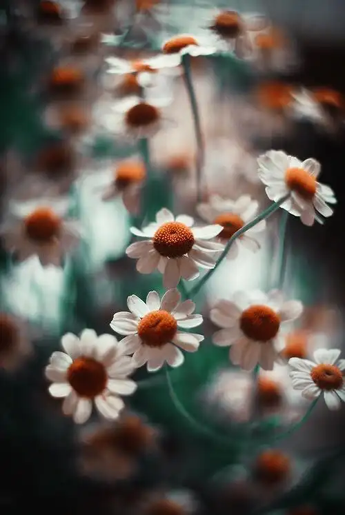 小清新 温暖 干净 安静 唯美 静物 物语 时… - 堆糖,美图壁纸兴趣社