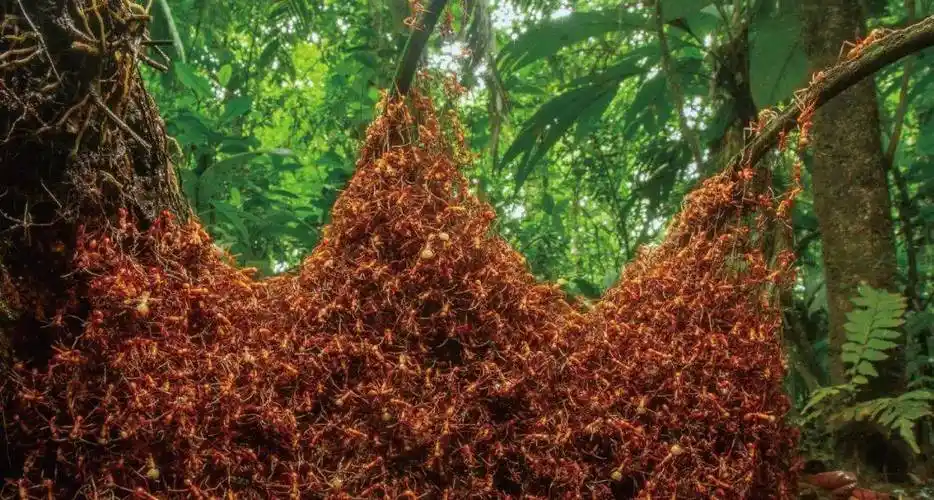 蚂蚁中的战斗军团谁最强