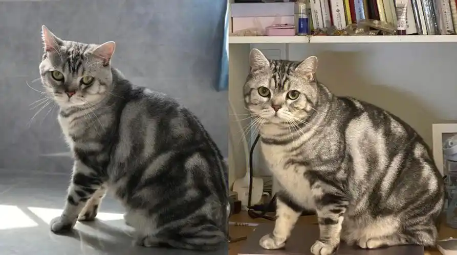 美短这样是发腮吗小尖脸变成了小圆脸