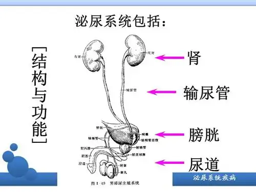 泌尿系统上ppt课件ppt