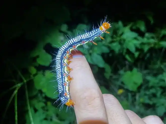 苎麻夜蛾arctecoerula