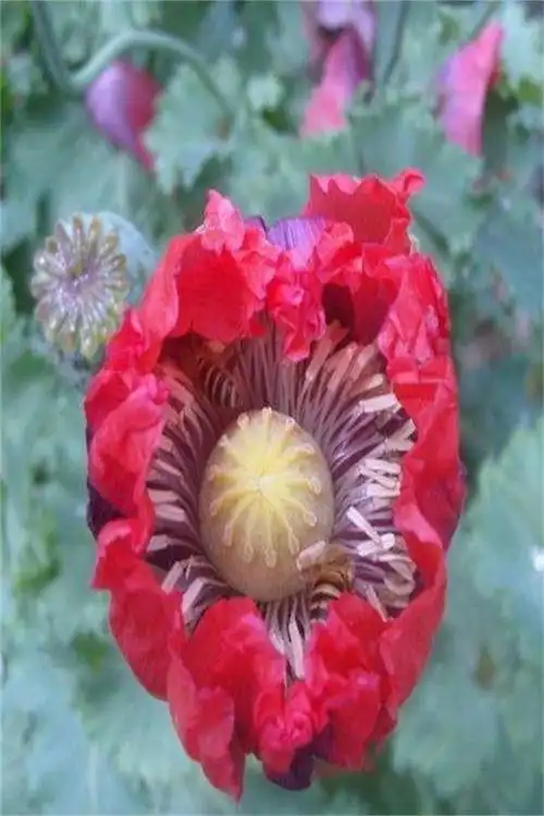 罂粟:你有毒,你这个人真毒辣