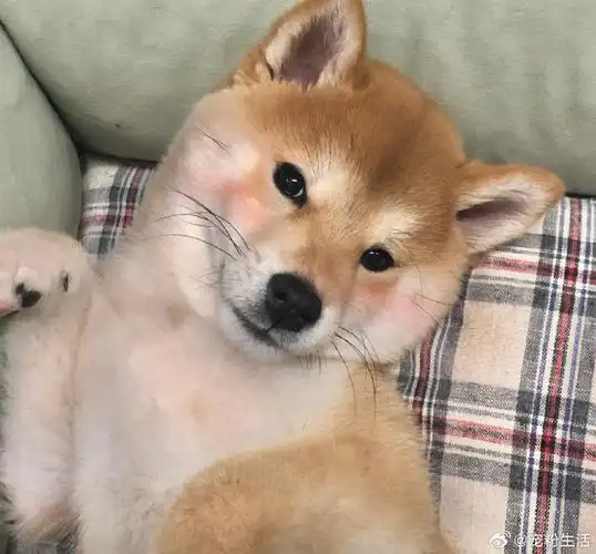 汪星人#柴犬头像 |情头来啦!  #宠物