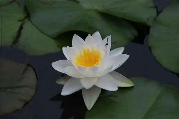 园区内的雪白睡莲 (图片来自武汉植物园官网)