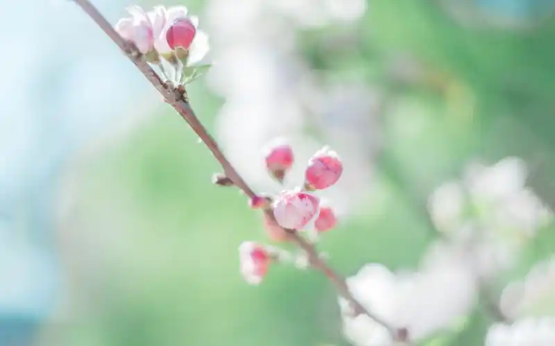 首页 / 图片广场 / 花朵壁纸 |  点击:38 | 创建者:我爱小清新