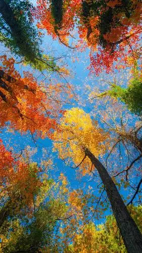 秋天唯美枫叶图片